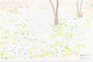 チオノドクサが木かげに咲いている風景はとても絵になります。今なら間に合います。ぜひご覧を。