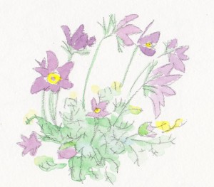 オキナグサは描くのが難しい花の１つ。葉っぱのところが。どうやってモサモサを表現したらいいのでしょう。