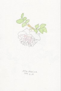 アルバ・マキシマは花びらが散ったものもありました。