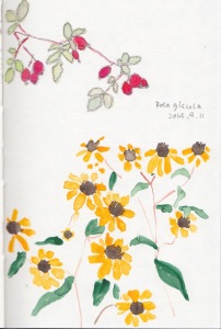 ロサ・グラウカの実と、ルドベキア ’タカオ’