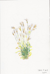 風に揺れるススキ