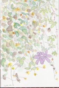 クレマチス。葉がだいぶ枯れてきています