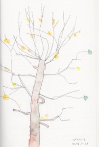 プラタナス。枝と、ちょっとだけ残った葉がかっこいいです