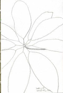 シェフレラ・ピュックレリ。いわゆるホンコンカポックの仲間です。風車の羽根のように９枚の葉が広がります。何でもないけど見てて飽きないです