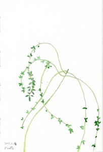 キモッコウバラの枝。いい曲線を描きますねー。