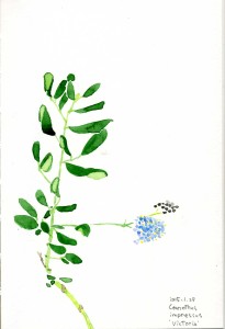 ケアノサス インプレスス ’ヴィクトリア’。青い花穂もかわいいですが、枝と葉の形もいいです。
