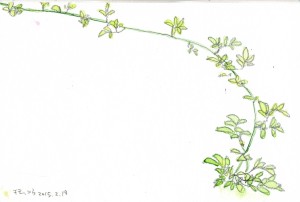 こういう枝の曲線にグッと惹かれます