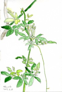 つぼみがピュンピュン伸びています