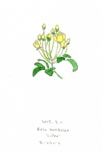 Rosa banksiae 'Lutea' 