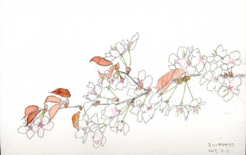 エゾヤマザクラ。公園に咲いているのを描きました。