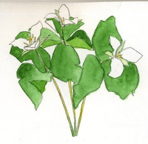 オオバナノエンレイソウ