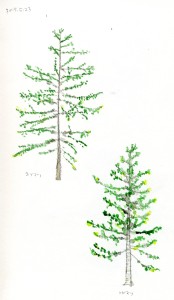 エゾマツとトドマツ