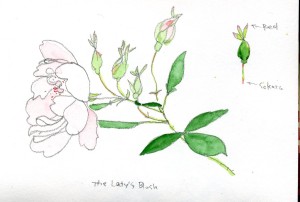 レディズブラッシュ