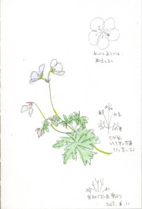 Geranium