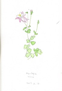 Aquilegia