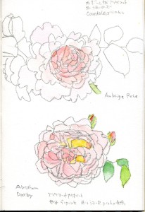 Ambridge Rose / Abraham Darby ,English Rose