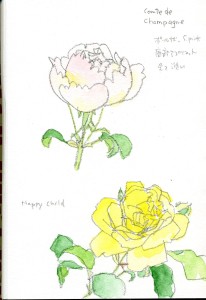 Comte de Champagne  / Happy Child ,English Rose