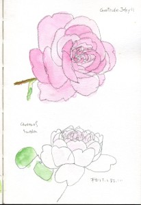 Gertrude Jekyll / Queen of Sweden ,English Rose