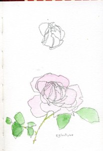 Eglantyne ,English Rose