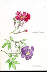 Crimson Rambler / Veilchenblau