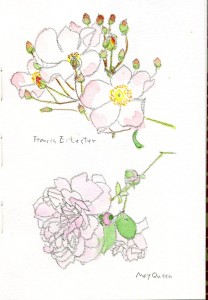 Francis E Lester / May Queen