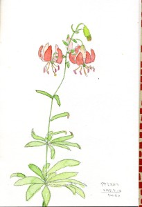 Lilium hansonii　タケシマユリ