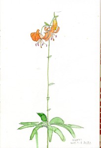 Lilium medeoloides　クルマユリ