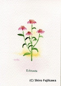 echinacea