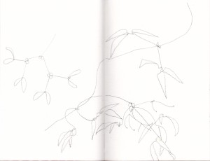 左上のは別の時に描いたヤドリギ。右がアーマンディ。