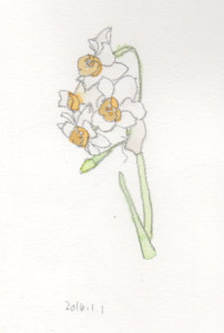 ニホンズイセン