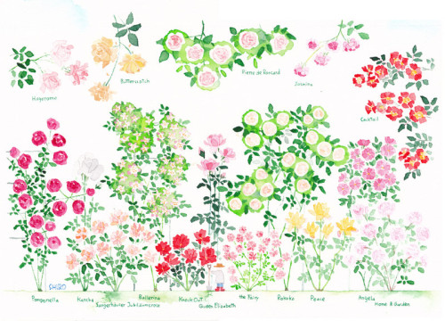 京成バラ園 花のイラスト展 スケッチぐらし