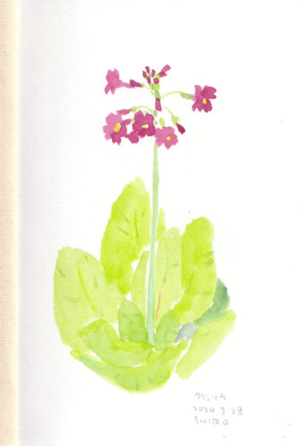 クリンソウ, Primula japonica
