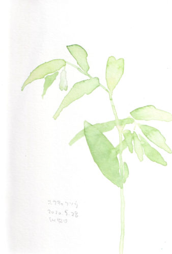 ホウチャクソウ, Disporum sessile