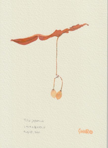 tilia japonica