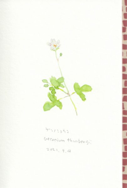 geranium thunbergii