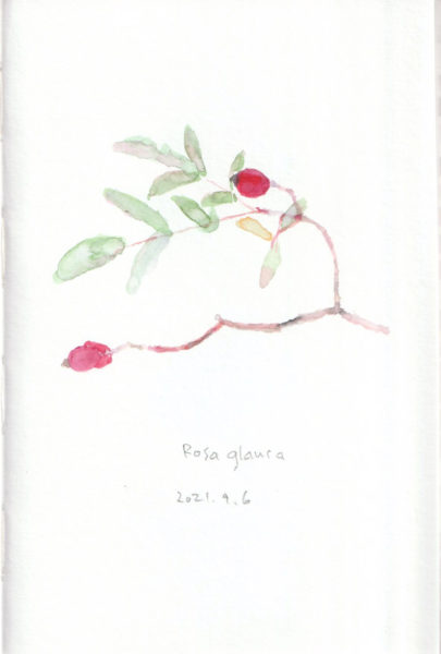 rosa glauca