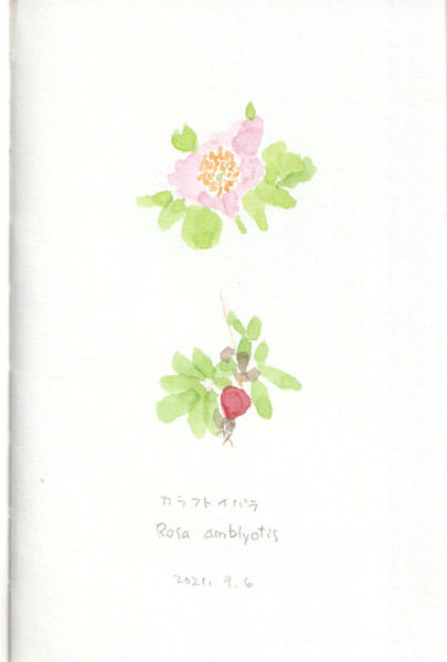 rosa amblyotis