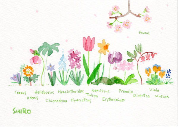 春の花　©ShiroFujikawa